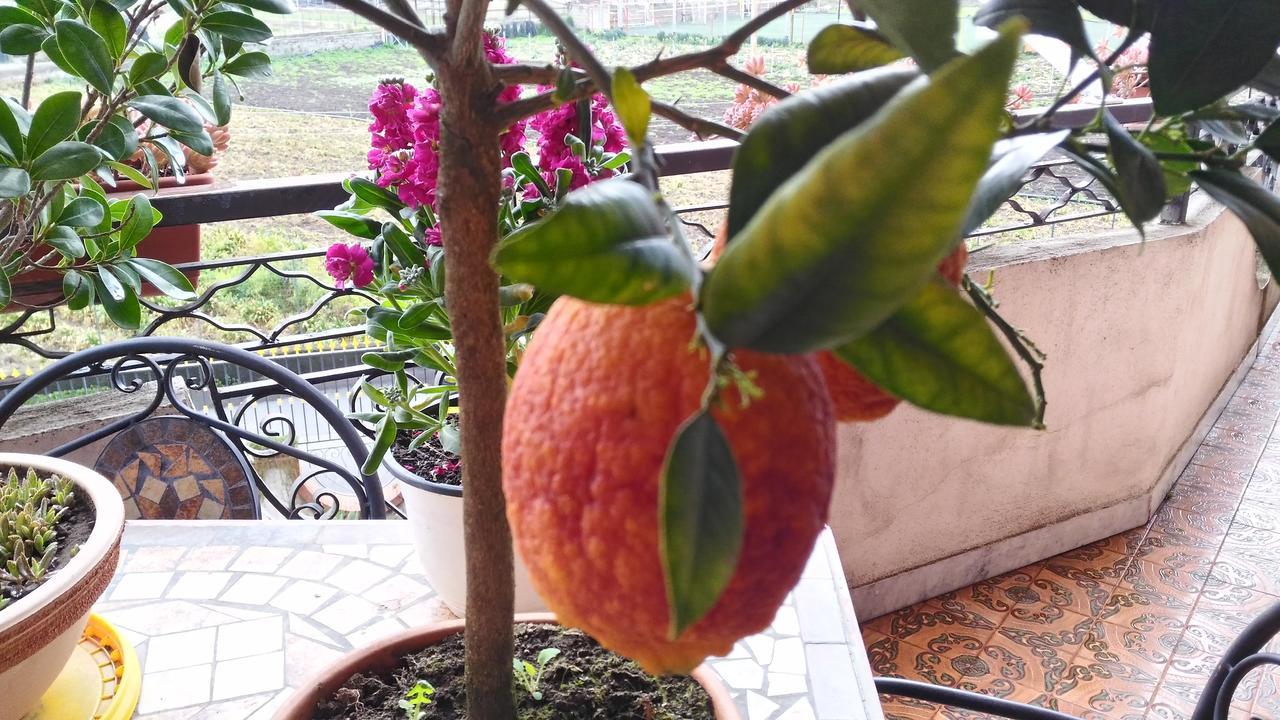 B&B Le Cycas Castellammare di Stabia Kültér fotó